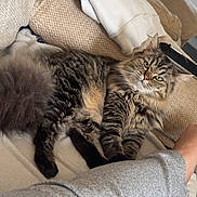 Nala joined the competition — help win amazing prizes! blanket, casual, cat, couch, cozy, domestic_animal, feline, fluffy, fur, home, indoor, leg, paw, person, pet, relaxing, resting, sofa, sweatshirt, tabby