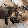 blanket, casual, cat, couch, cozy, domestic_animal, feline, fluffy, fur, home, indoor, leg, paw, person, pet, relaxing, resting, sofa, sweatshirt, tabby