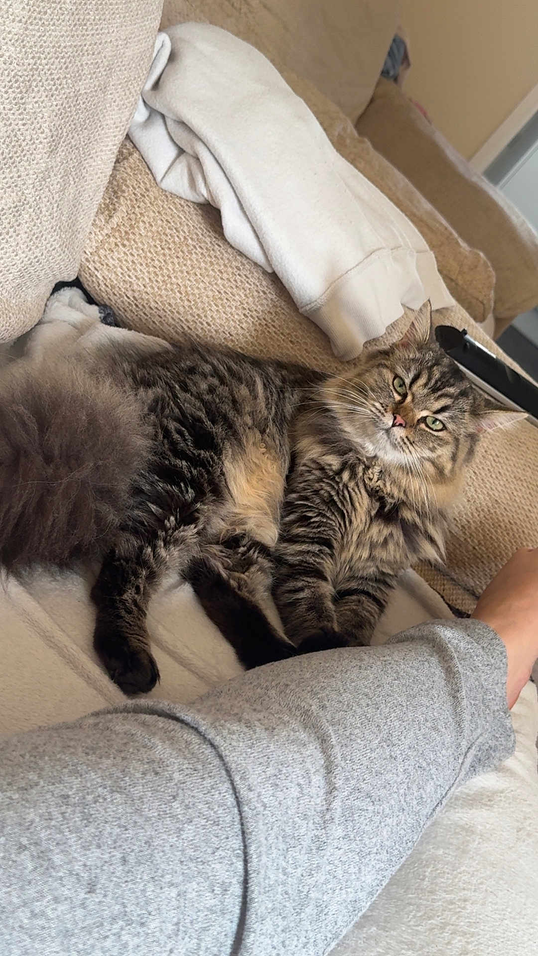 Nala joined the competition — help win amazing prizes! blanket, casual, cat, couch, cozy, domestic_animal, feline, fluffy, fur, home, indoor, leg, paw, person, pet, relaxing, resting, sofa, sweatshirt, tabby