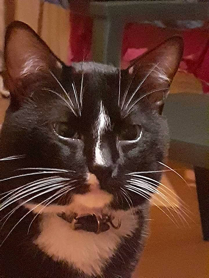 Nounou participe au concours pour gagner de l'argent avec cette photo : black_cat, carnivore, cat, domestic_short_haired_cat, ear, eye, felidae, fur, hair, head, human_body, iris, jaw, nose, small_to_medium_sized_cats, snout, tail, terrestrial_animal, whiskers, window