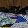 Patches joined the competition — help win amazing prizes! cat, tortoiseshell, quilt, bed, wooden_wall, indoor, pet, animal, feline, resting, cozy, colorful, pattern, fabric, soft_light, quiet, curious, hidden, furniture, domestic