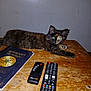 Patches joined the competition — help win amazing prizes! cat, tortoiseshell_cat, table, wooden_table, remote_control, book, witchcraft_book, indoor, pet, animal, feline, resting, electronics, Samsung_remote, AstraFlame_remote, wall, dim_lighting, laid_back, curious, home