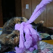 Patches is registered to the contest to win money with this photo: cat, tortoiseshell, toy, purple, quilt, indoor, wooden_wall, playful, pet, feline, fur, animal, bedspread, cozy, home, cute, closeup, soft, domestic_cat, resting