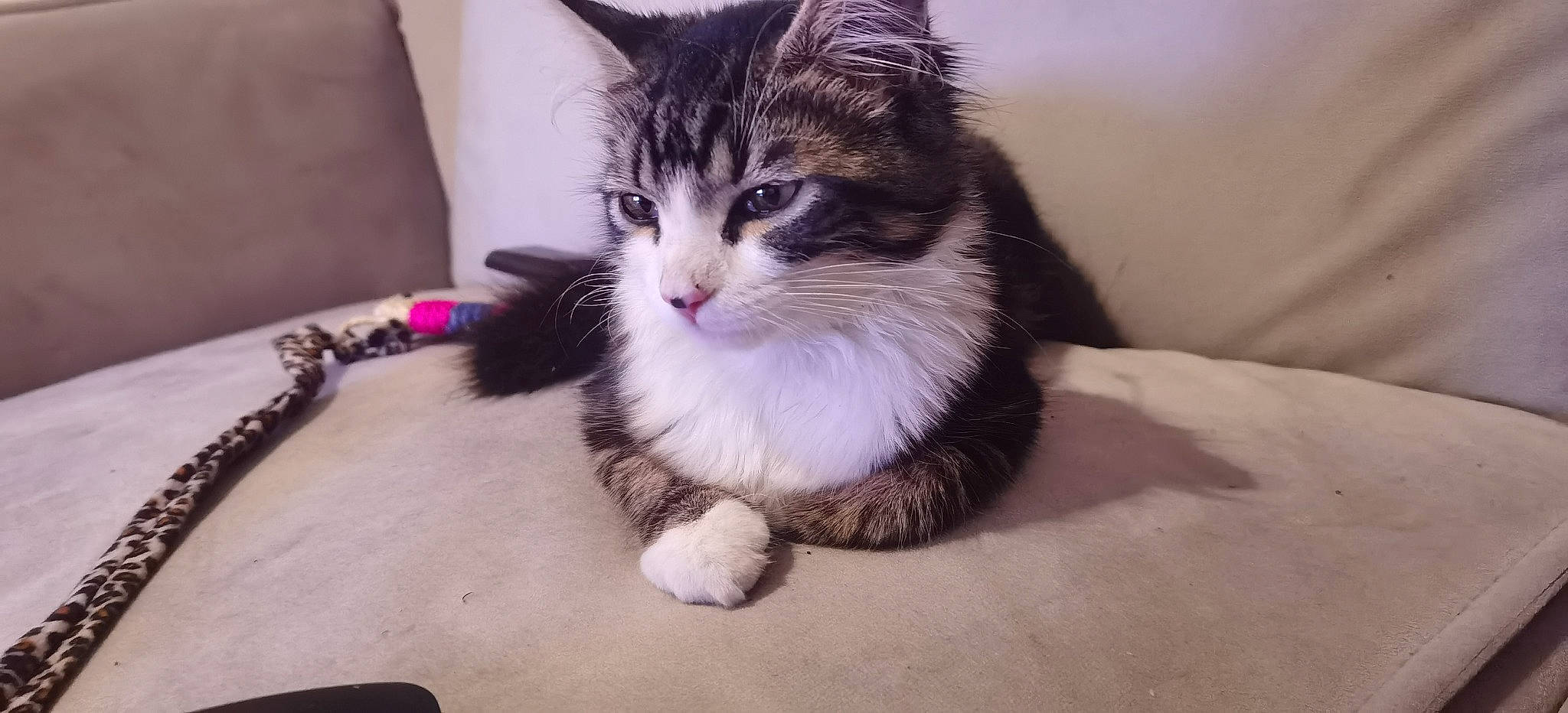 Elsa participe au concours pour gagner de l'argent avec cette photo : carnivore, cat, claw, comfort, domestic_short_haired_cat, felidae, fur, paw, sitting, small_to_medium_sized_cats, snout, tail, whiskers