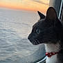 Pasha a rejoint le concours — aidez-le/la à gagner de superbes lots ! cat, gray_cat, white_cat, red_collar, window, ocean, sunset, sky, clouds, water, whiskers, pet, animal, indoor, reflection, evening, curious, side_profile, nature, peaceful