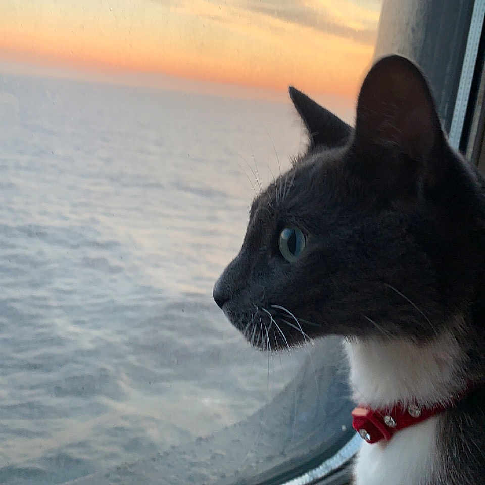 Pasha