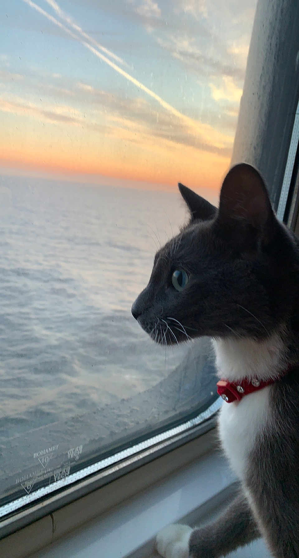 Pasha