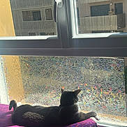 Pasha a rejoint le concours — aidez-le/la à gagner de superbes lots ! cat, window, sunlight, purple_cushion, relaxation, indoor, mosaic_glass, shadow, pet, feline, resting, colorful_light, back_view, home, daylight, animal, comfort, quiet, patterned_glass, still_life