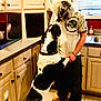 dog, person, kitchen, cabinet, tile_floor, black_and_white_dog, furry_mask, playing, standing_dog, indoors, window, sink, countertop, shoes, pants, shirt, hand_holding, pet, animal, funny