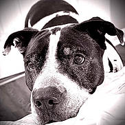 Ace is registered to the contest to win money with this photo: animal, black_and_white, calm, close_up, companion, dog, ears, expression, face, focus, fur, indoor, loyal, one_eye, pet, portrait, resting, snout, soft_surface, whiskers