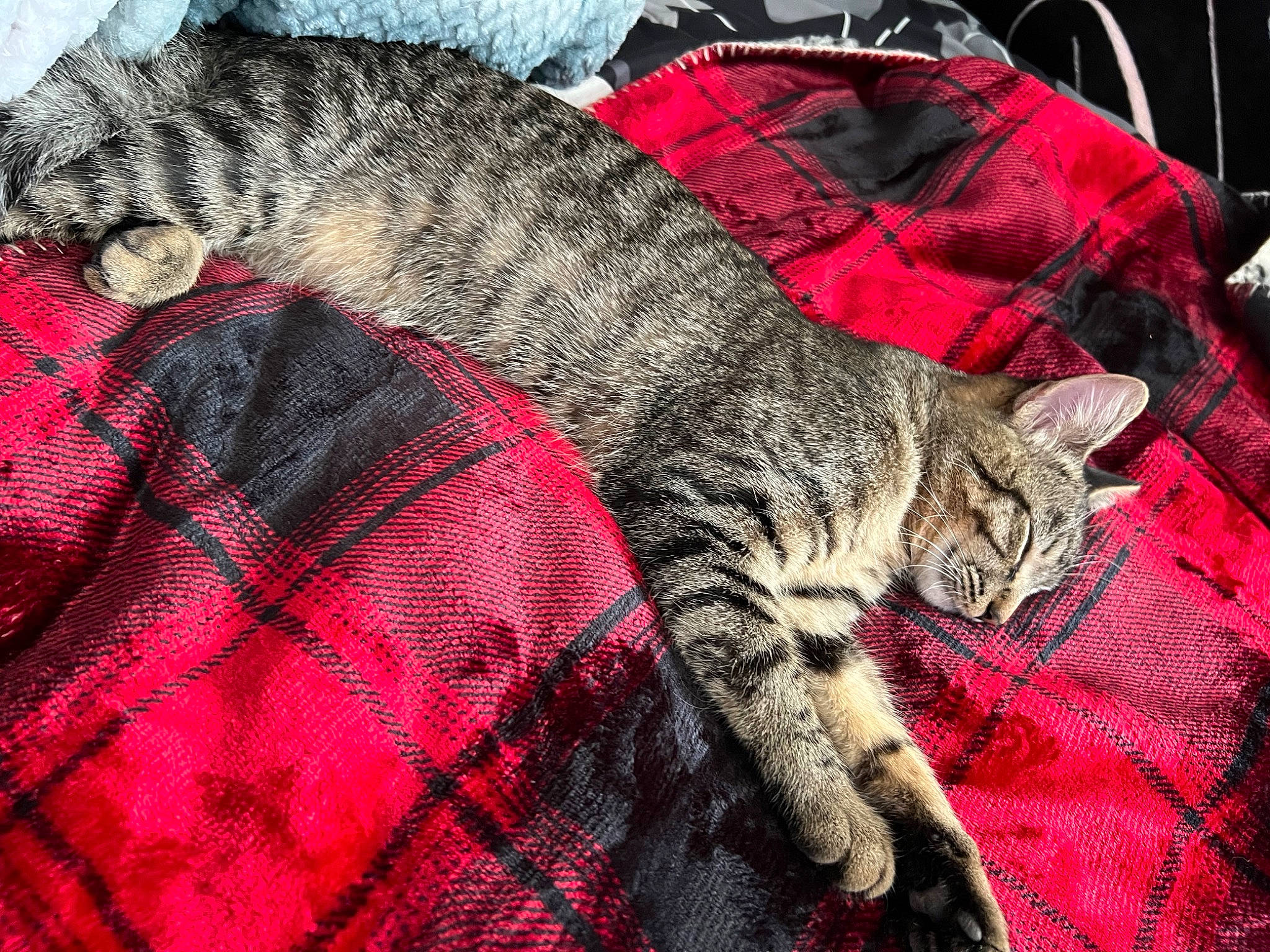 Babygirl joined the competition — help win amazing prizes! art, carmine, carnivore, cat, comfort, domestic_short_haired_cat, felidae, fur, grey, linens, magenta, pattern, plaid, small_to_medium_sized_cats, snout, tail, tartan, textile, vertebrate, whiskers