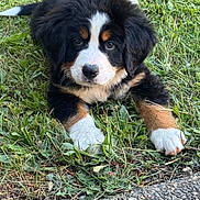 Athena is registered to the contest to win money with this photo: puppy, bernese_mountain_dog, dog, grass, outdoor, pet, animal, cute, fluffy, young, lying_down, tri_color, nature, close_up, adorable, paw, fur, path, greenery, summer
