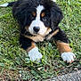 puppy, bernese_mountain_dog, dog, grass, outdoor, pet, animal, cute, fluffy, young, lying_down, tri_color, nature, close_up, adorable, paw, fur, path, greenery, summer