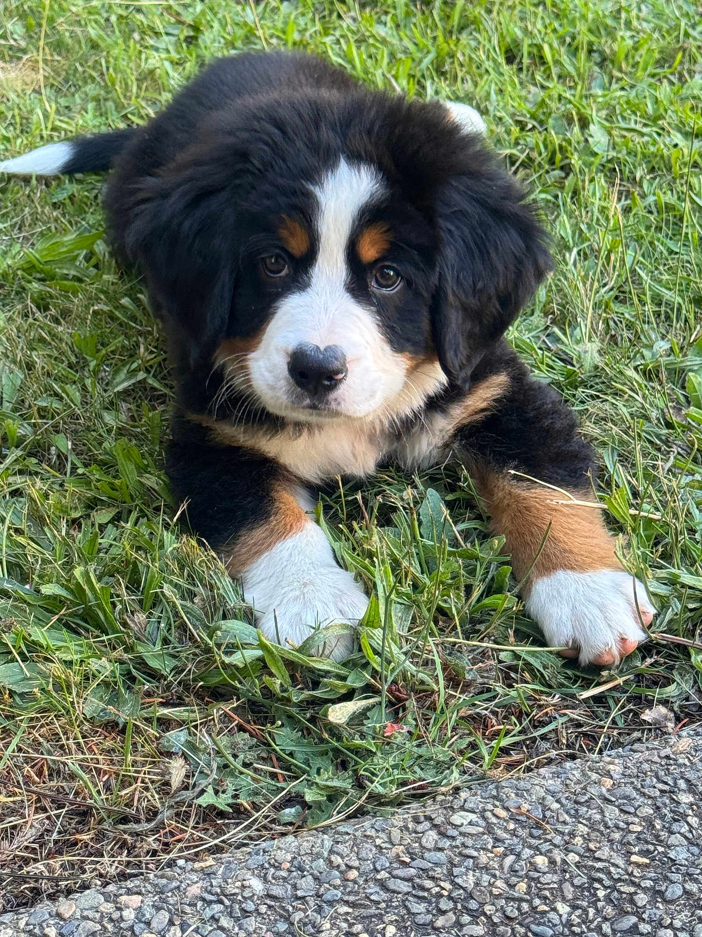 Athena