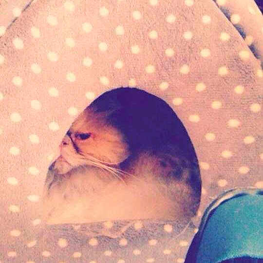 Marmaduke joined the competition — help win amazing prizes!