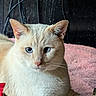 cat, blue_eyes, cream_fur, indoor, pink_blanket, wooden_background, relaxed, pet, feline, closeup, whiskers, ears, face, animal, domestic_cat, laying_down, soft_texture, quiet, cute, calm