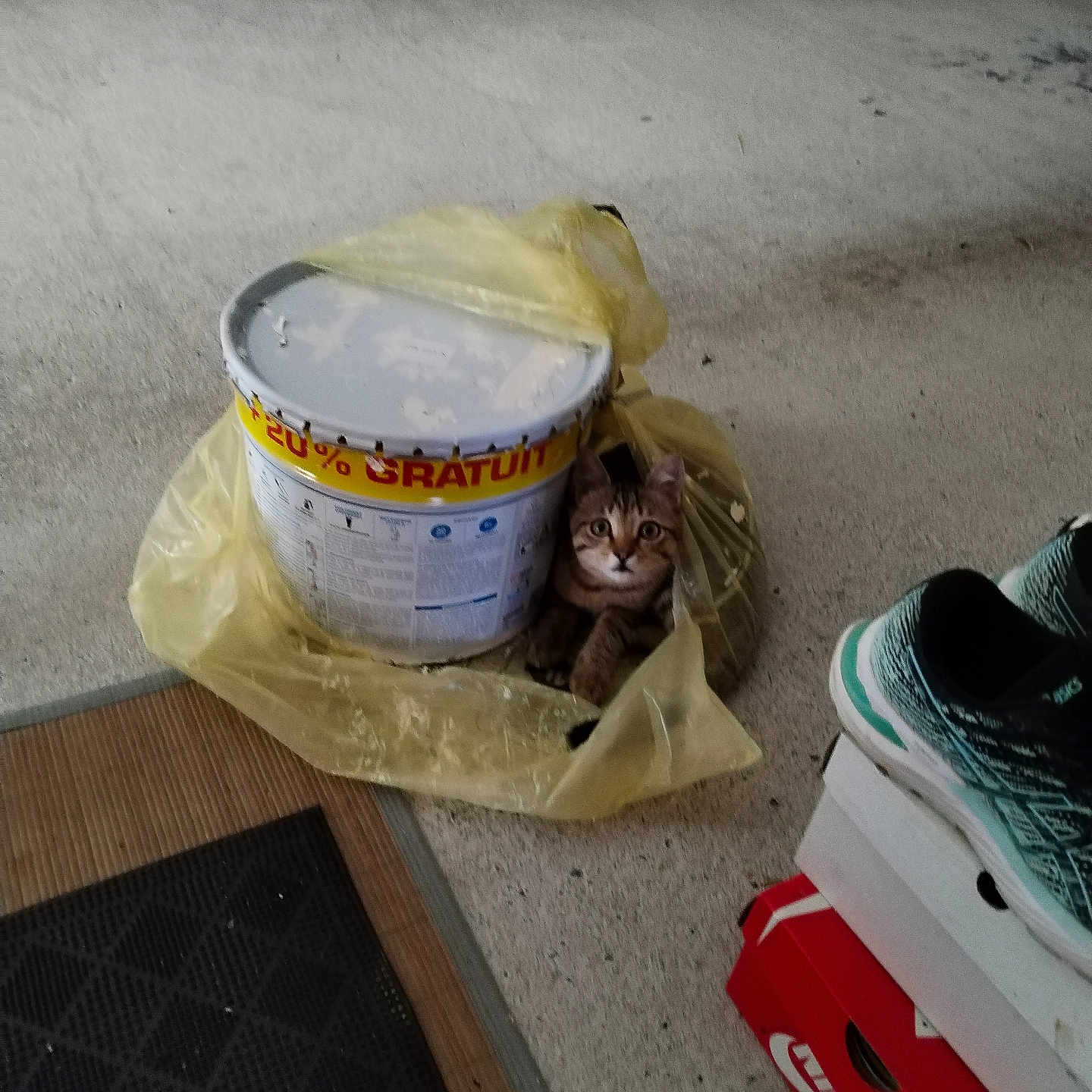 Zola a rejoint le concours — aidez-le/la à gagner de superbes lots ! animal, bag, box, bucket, can, cat, clothing, coat, footwear, garbage, helmet, paintcontainer, pet, plastic, plasticbag, runningshoe, shoe, sneaker, tin, trash