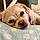 Penny