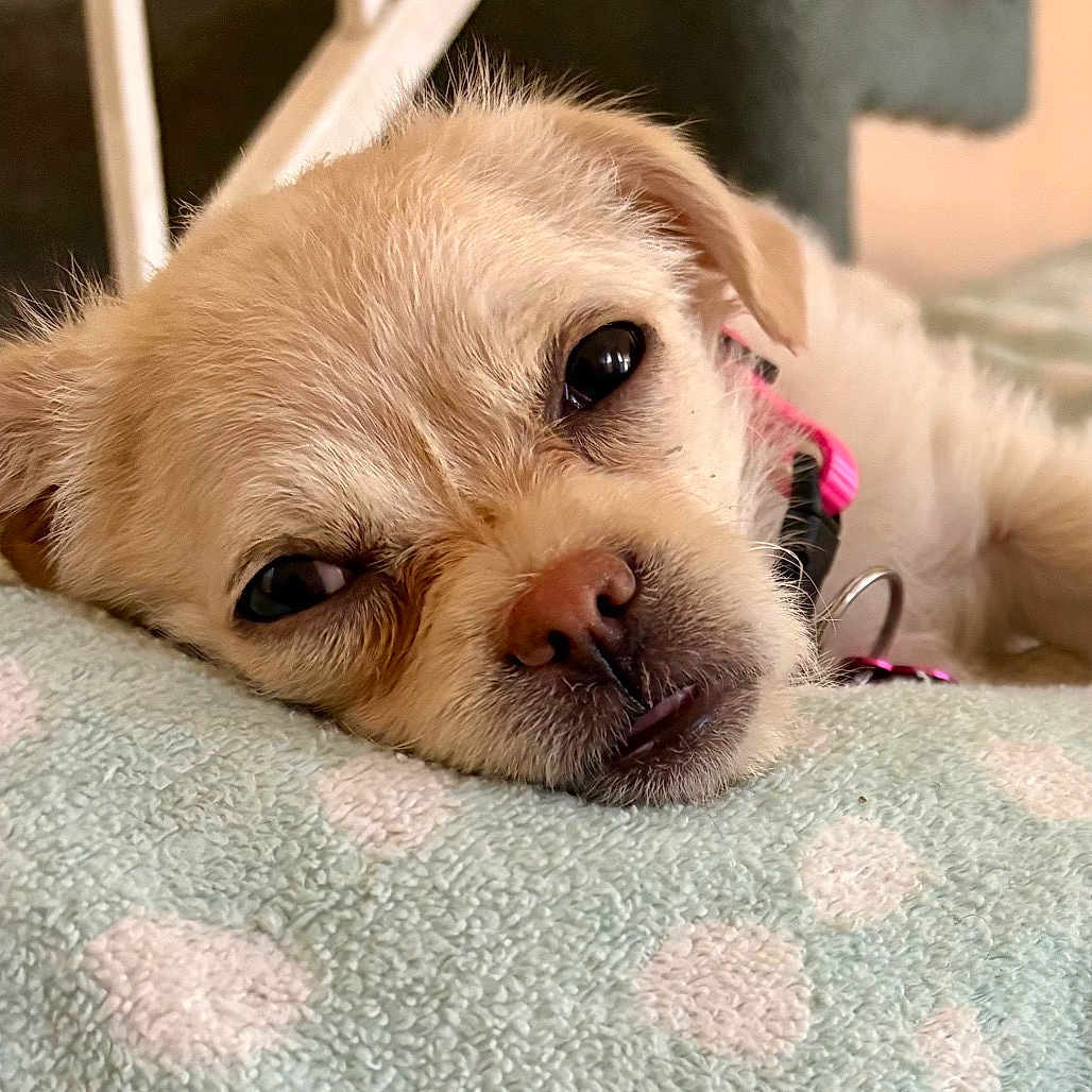 Penny