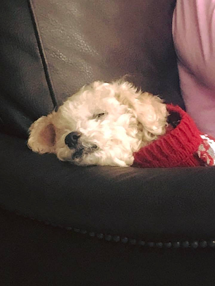 Cooper is registered to the contest to win money with this photo: canidae, carnivore, comfort, companion_dog, couch, dog, dog_breed, dog_supply, fur, labradoodle, maltepoo, poodle, poodle_crossbreed, puppy_love, shih_poo, small_terrier, snout, sporting_group, terrier, toy_dog