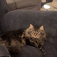 Bonni is registered to the contest to win money with this photo: cat, fluffy_cat, long_hair, tabby, brown_cat, pet, animal, portrait, sitting, lounging, recliner, armchair, living_room, furniture, indoor, cozy, whiskers, ears, eyes, home_decor