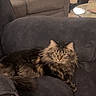 cat, fluffy_cat, long_hair, tabby, brown_cat, pet, animal, portrait, sitting, lounging, recliner, armchair, living_room, furniture, indoor, cozy, whiskers, ears, eyes, home_decor