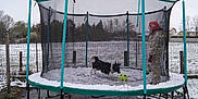 Perla participe au concours pour gagner de l'argent avec cette photo : dog, child, trampoline, snow, winter_clothing, outdoor, green_ball, fence, grass, tree_branch, play, net, cold_weather, field, sky, boots, hat, gloves, playground, fun
