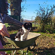Perla a rejoint le concours — aidez-le/la à gagner de superbes lots ! dog, wheelbarrow, child, outdoor, tree, grass, leaf, sunlight, fence, playful, pet, black_and_white, sneakers, nature, fall, garden, person, animal, daytime, happy