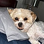 Chewy joined the competition — help win amazing prizes! animal, bed, closeup, cozy, cute, dog, ears, fur, indoor, lamp, paw, pet, pillow, relaxed, resting, sleepy, small_dog, snout, white_fur, wooden_headboard
