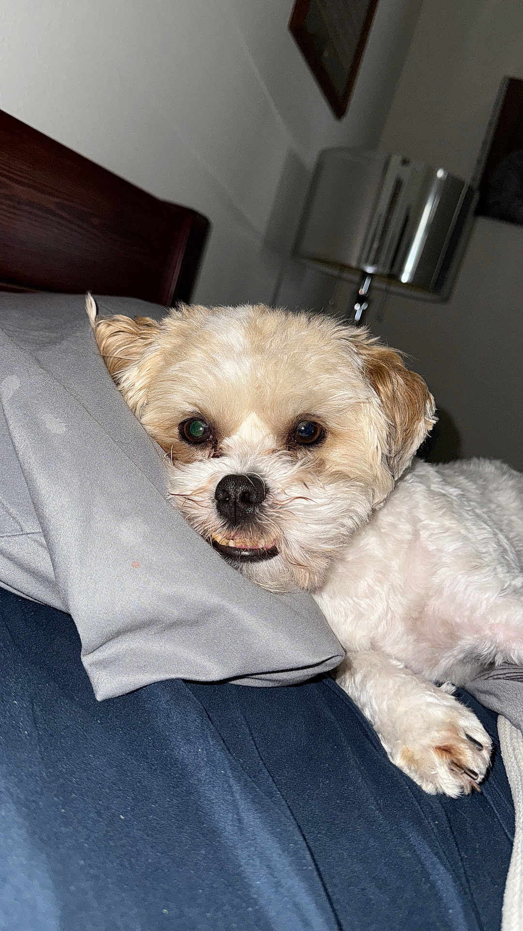Chewy