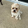 Chewy is registered to the contest to win money with this photo: animal, companion, concrete, curious, curly_fur, cute, dog, domestic_animal, door, furry, glass_door, outdoor, patio, pet, sitting, small_dog, tan_fur, waiting, white_fur, window