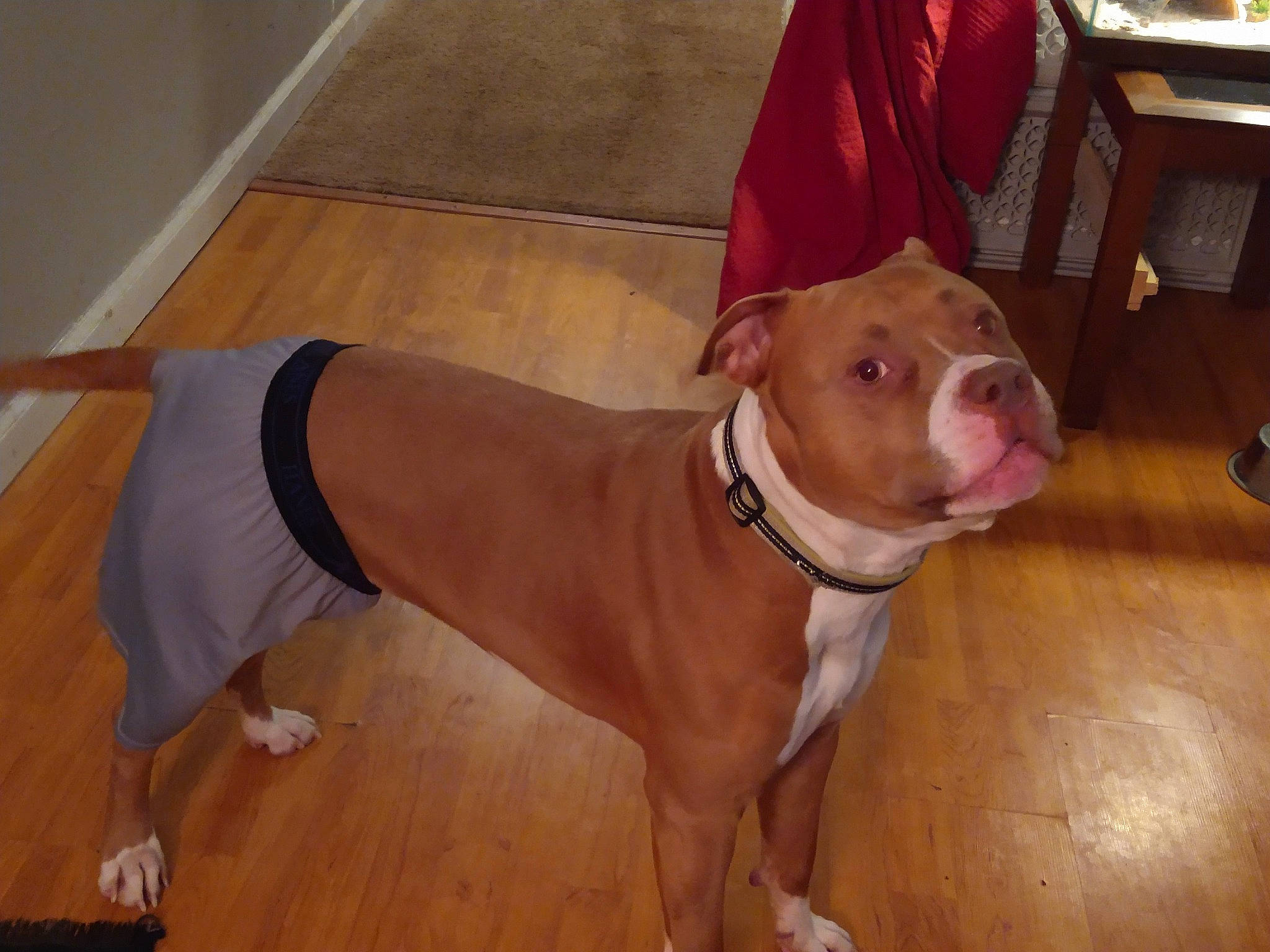 Kash is registered to the contest to win money with this photo: canidae, carnivore, collar, companion_dog, dog, dog_breed, dog_collar, fawn, floor, flooring, hardwood, liver, pet_supply, snout, sporting_group, tail, varnish, wood, working_animal, working_dog