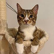 Papotico is registered to the contest to win money with this photo: cat, tabby_cat, white_paws, cat_tree, hammock, pet, indoor, feline, animal, curious, looking, resting, cozy, fur, whiskers, ears, paws, close_up, portrait, domestic_cat