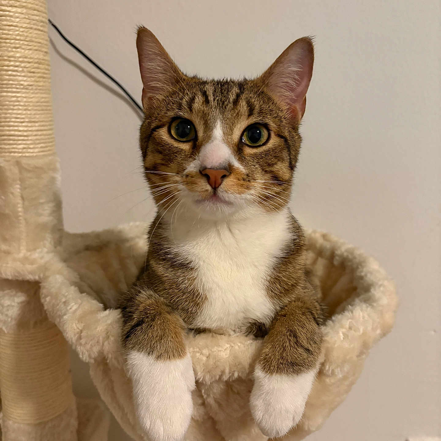 Papotico is registered to the contest to win money with this photo: cat, tabby_cat, white_paws, cat_tree, hammock, pet, indoor, feline, animal, curious, looking, resting, cozy, fur, whiskers, ears, paws, close_up, portrait, domestic_cat