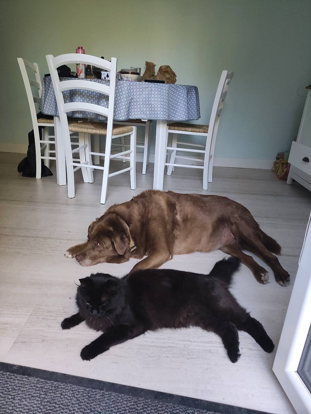 Foxie a rejoint le concours — aidez-le/la à gagner de superbes lots ! carnivore, chair, comfort, companion_dog, dog, dog_breed, fawn, felidae, flooring, fur, furniture, hardwood, liver, paper_towel, room, small_to_medium_sized_cats, snout, tail, wood, working_animal