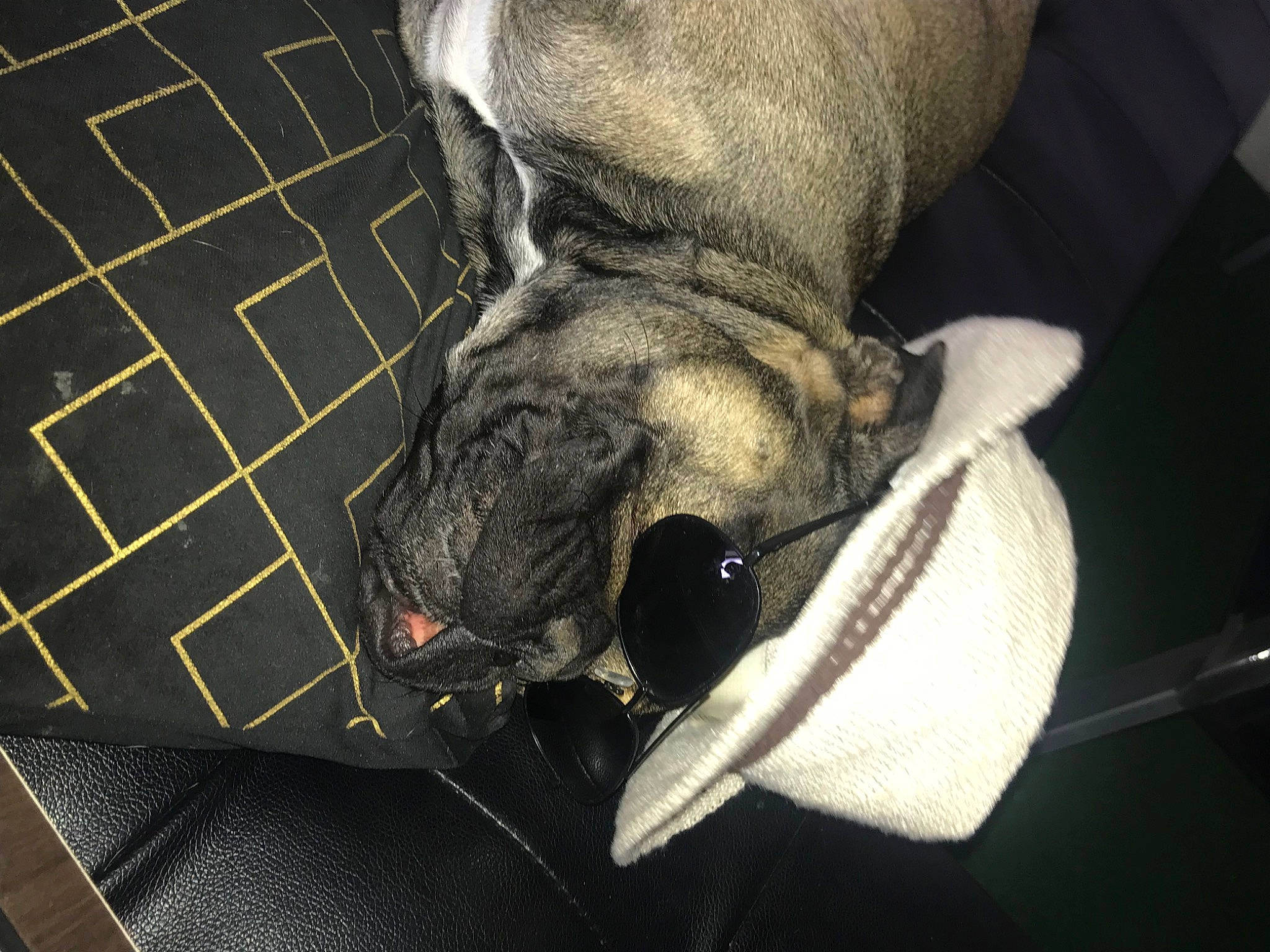 Tiago a rejoint le concours — aidez-le/la à gagner de superbes lots ! canidae, carnivore, claw, comfort, companion_dog, dog, dog_breed, fawn, foot, fur, human_leg, leg, paw, snout, sporting_group, tail, terrestrial_animal, whiskers, working_animal, wrinkle