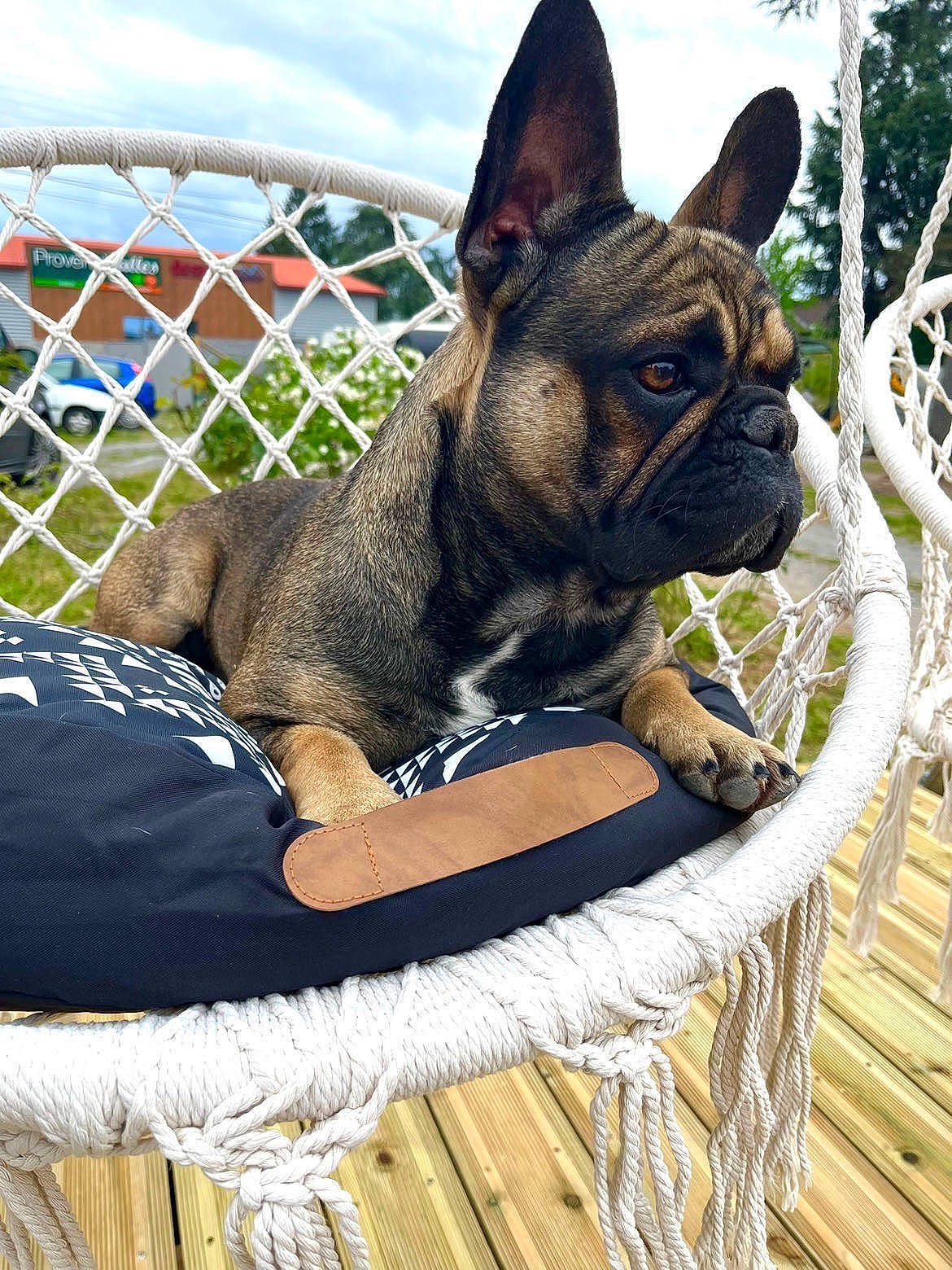 Tiago participe au concours pour gagner de l'argent avec cette photo : bulldog, carnivore, chair, cloud, collar, comfort, companion_dog, dog, dog_breed, dog_collar, fawn, french_bulldog, grass, sky, snout, terrestrial_animal, toy_dog, whiskers, working_animal, wrinkle