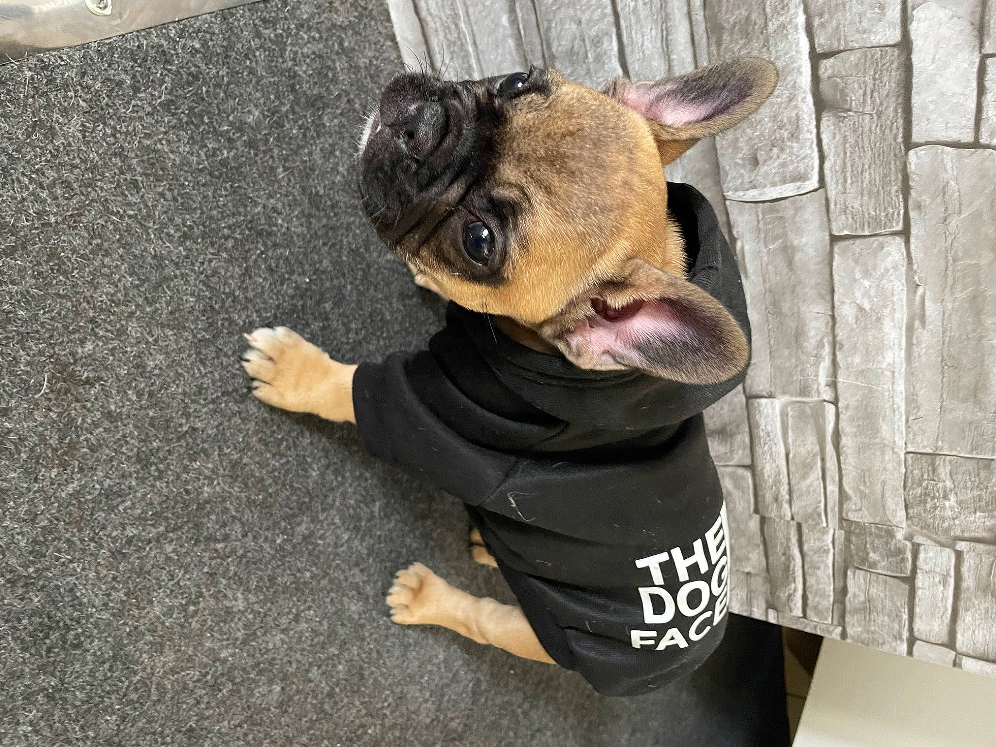 Diva participe au concours pour gagner de l'argent avec cette photo : asphalt, bulldog, canidae, carnivore, companion_dog, dog, dog_breed, eye, fawn, fur, head, road_surface, sleeve, snout, sporting_group, terrestrial_animal, toy, toy_dog, whiskers, working_animal