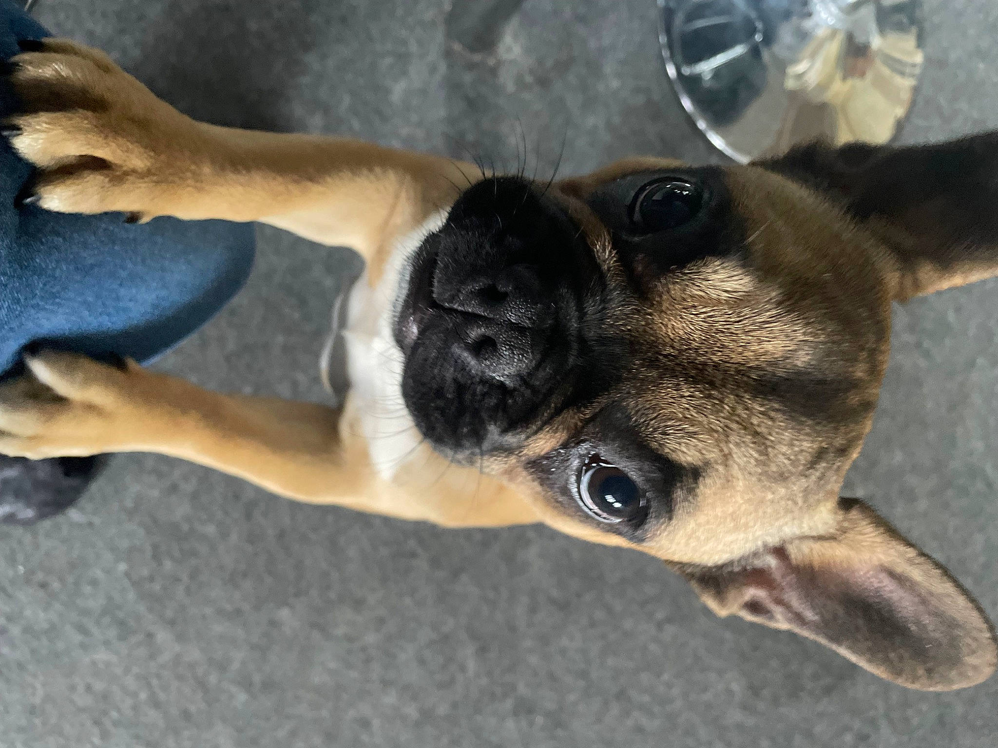 Diva a rejoint le concours — aidez-le/la à gagner de superbes lots ! ancient_dog_breeds, canidae, carnivore, companion_dog, dog, dog_breed, fawn, non_sporting_group, paw, pug, snout, sporting_group, tail, terrestrial_animal, toy_dog, working_animal