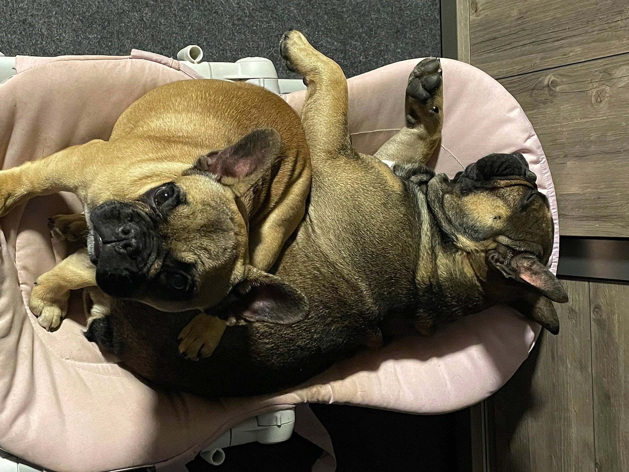 Diva a rejoint le concours — aidez-le/la à gagner de superbes lots ! bulldog, canidae, carnivore, club_chair, comfort, companion_dog, couch, dog, dog_breed, fawn, nap, non_sporting_group, pet_supply, pug, sleep, sporting_group, toy_dog, working_animal, wrinkle