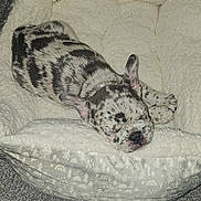 Storm joined the competition — help win amazing prizes! dog, puppy, sleeping, bed, cozy, fluffy, indoor, resting, cute, pet, animal, black_and_white, spot, fur, ears, napping, carpet, soft, comfort, relaxation