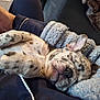 Storm is registered to the contest to win money with this photo: puppy, dog, sleeping, spotted, paw, blanket, cozy, human_hand, lap, resting, fur, cute, indoors, closeup, relaxation, snuggle, comfort, pet, animal, young