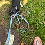dog, leash, grass, footwear, sandals, toes, outdoor, playful, black_and_white, small_dog, polka_dot, nature, leaf, ground, sunlight, greenery, pet, animal, happy, tugging
