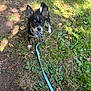 dog, puppy, leash, grass, outdoor, sunlight, shadow, black_dog, small_dog, ears, curious, nature, ground, polka_dot, tan_markings, animal, pet, canine, daylight, young_dog