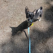 Jasper is registered to the contest to win money with this photo: puppy, dog, leash, asphalt, outdoor, sunlight, shadow, black_and_white, small_dog, pet, walking, curious, ears, collar, animal, road, daylight, cute, young_dog, canine