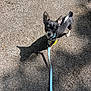 puppy, dog, leash, asphalt, outdoor, sunlight, shadow, black_and_white, small_dog, pet, walking, curious, ears, collar, animal, road, daylight, cute, young_dog, canine