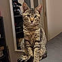 animal, cat, cozy, curious, domestic, ears, feline, fur, gray_surface, home, indoor, looking, mirror, pet, shelf, sitting, tabby_cat, tail, whiskers, young_cat