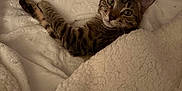 Zoé participe au concours pour gagner de l'argent avec cette photo : animal, bed, blanket, cat, comfort, cozy, cute, ears, eyes, feline, fur, indoor, pet, relaxed, resting, sleepy, soft, tabby, warm, whiskers