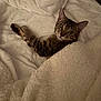 animal, bed, blanket, cat, comfort, cozy, cute, ears, eyes, feline, fur, indoor, pet, relaxed, resting, sleepy, soft, tabby, warm, whiskers