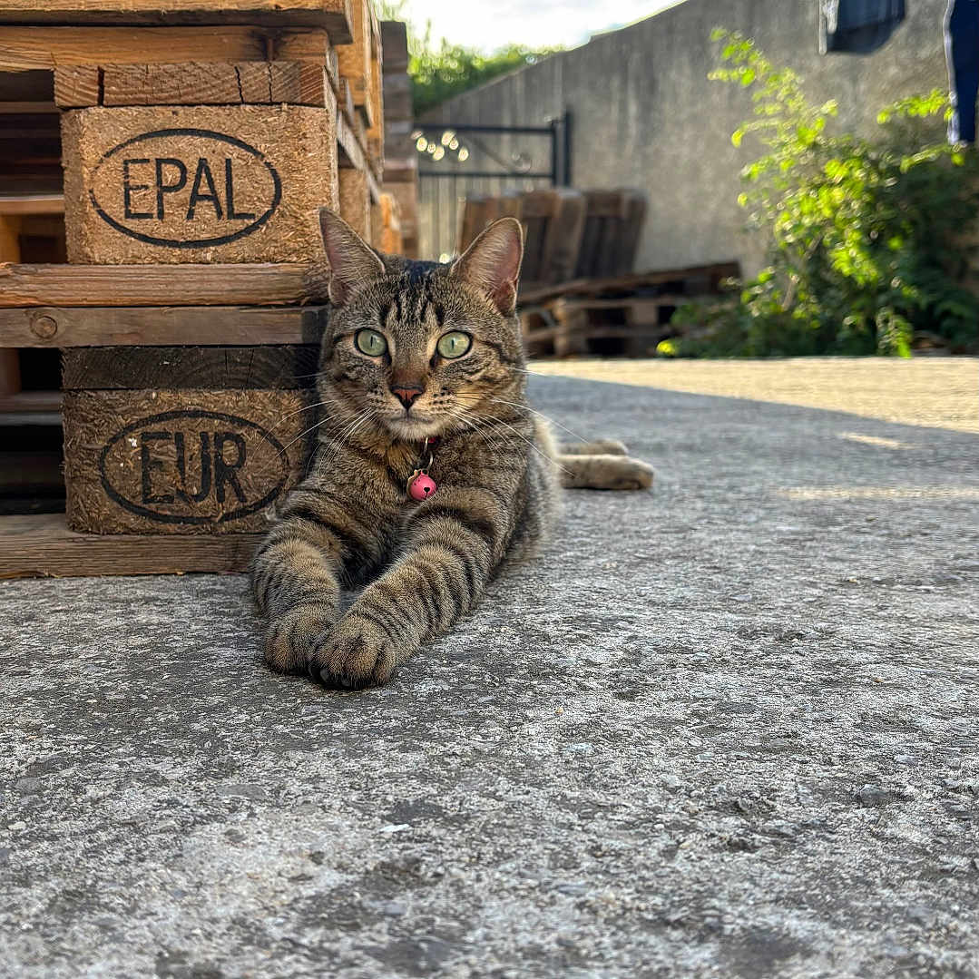 Zoé participe au concours pour gagner de l'argent avec cette photo : animal, cat, clouds, collar, concrete, daylight, domestic_cat, eyes, feline, greenery, nature, outdoor, pavement, pets, relaxed, resting, sky, sunny, tabby_cat, wooden_pallets